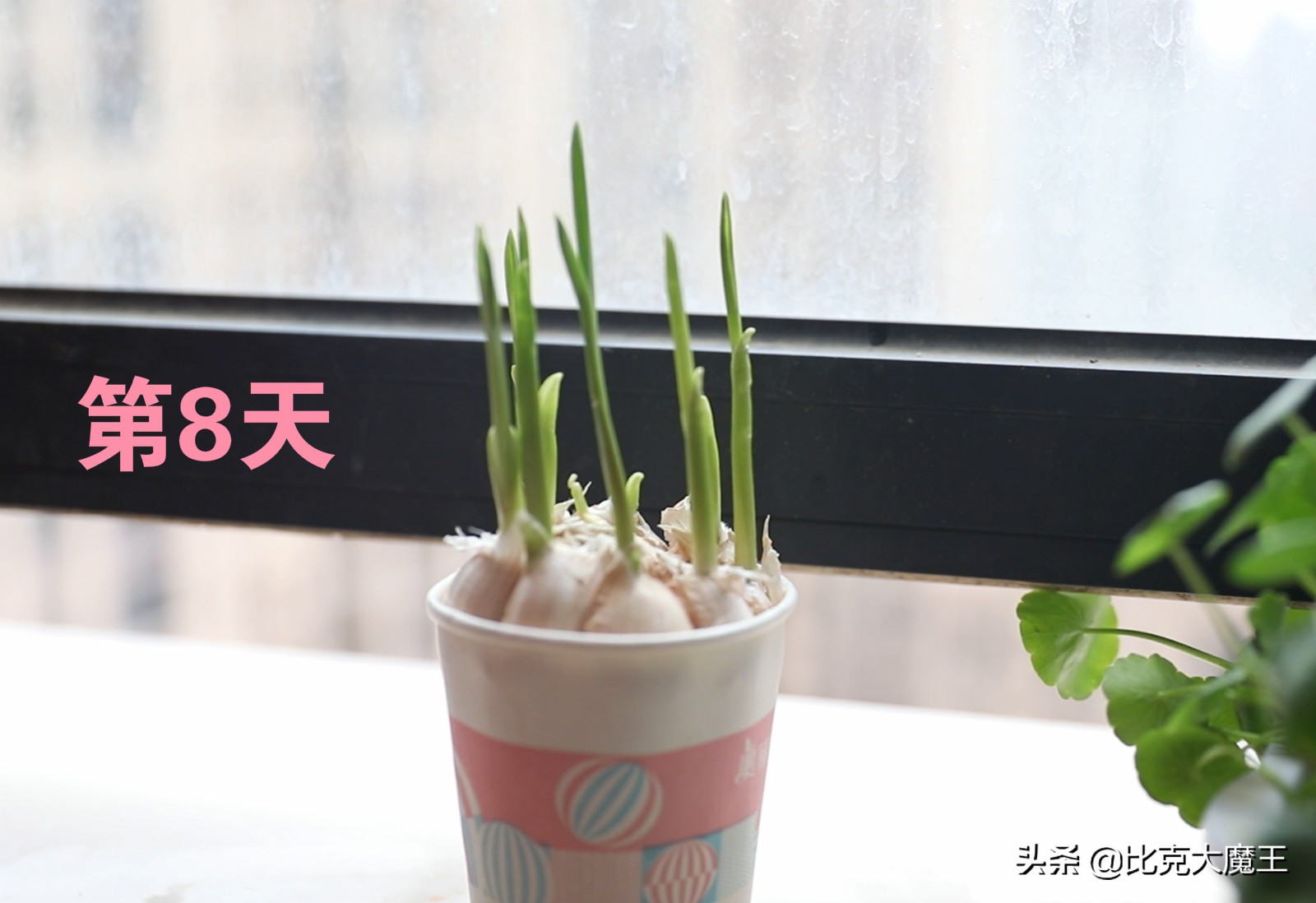 蒜种植技巧生活小常识_生活小技巧种植蒜_蒜种植方法