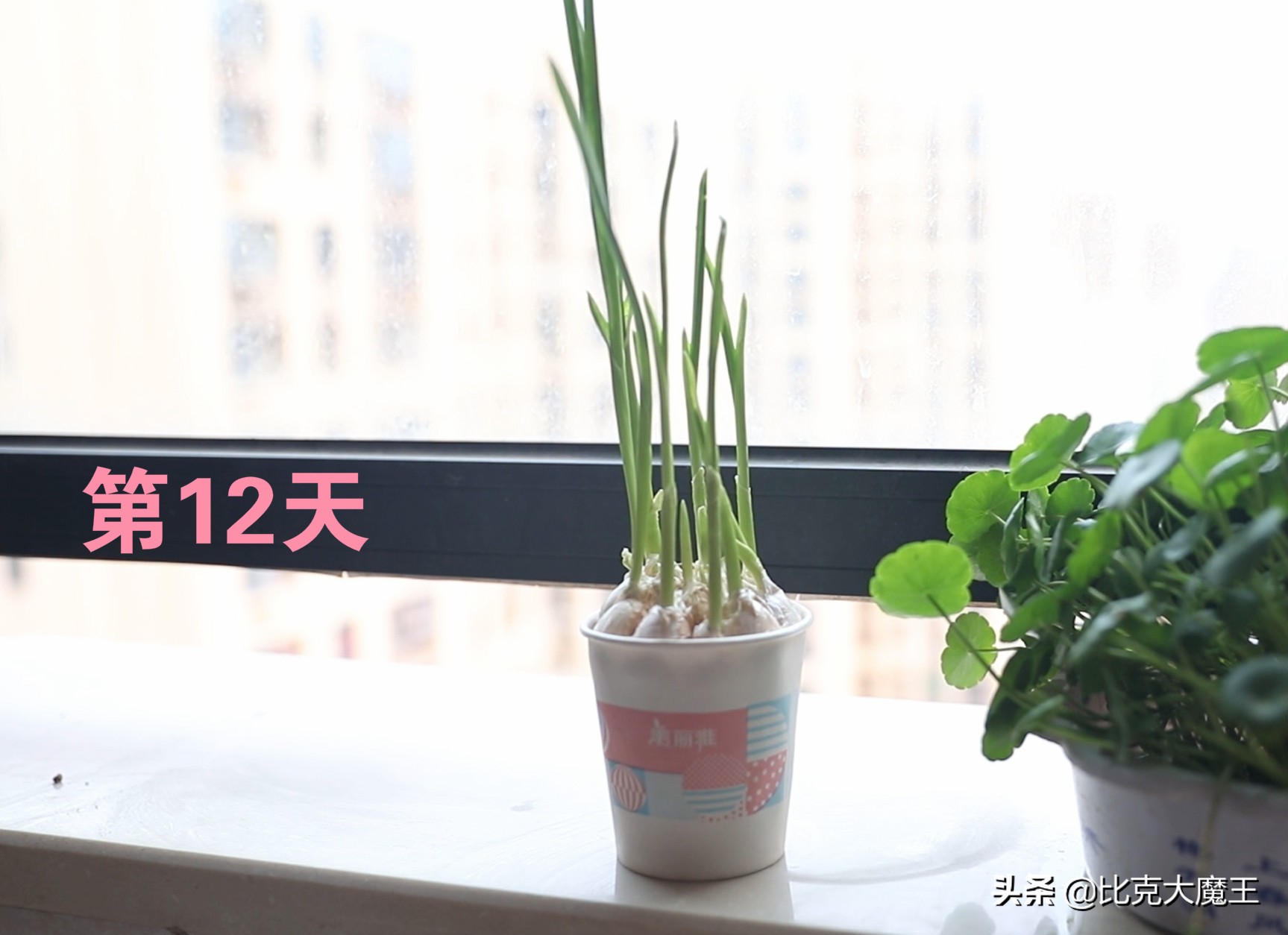 蒜种植技巧生活小常识_蒜种植方法_生活小技巧种植蒜