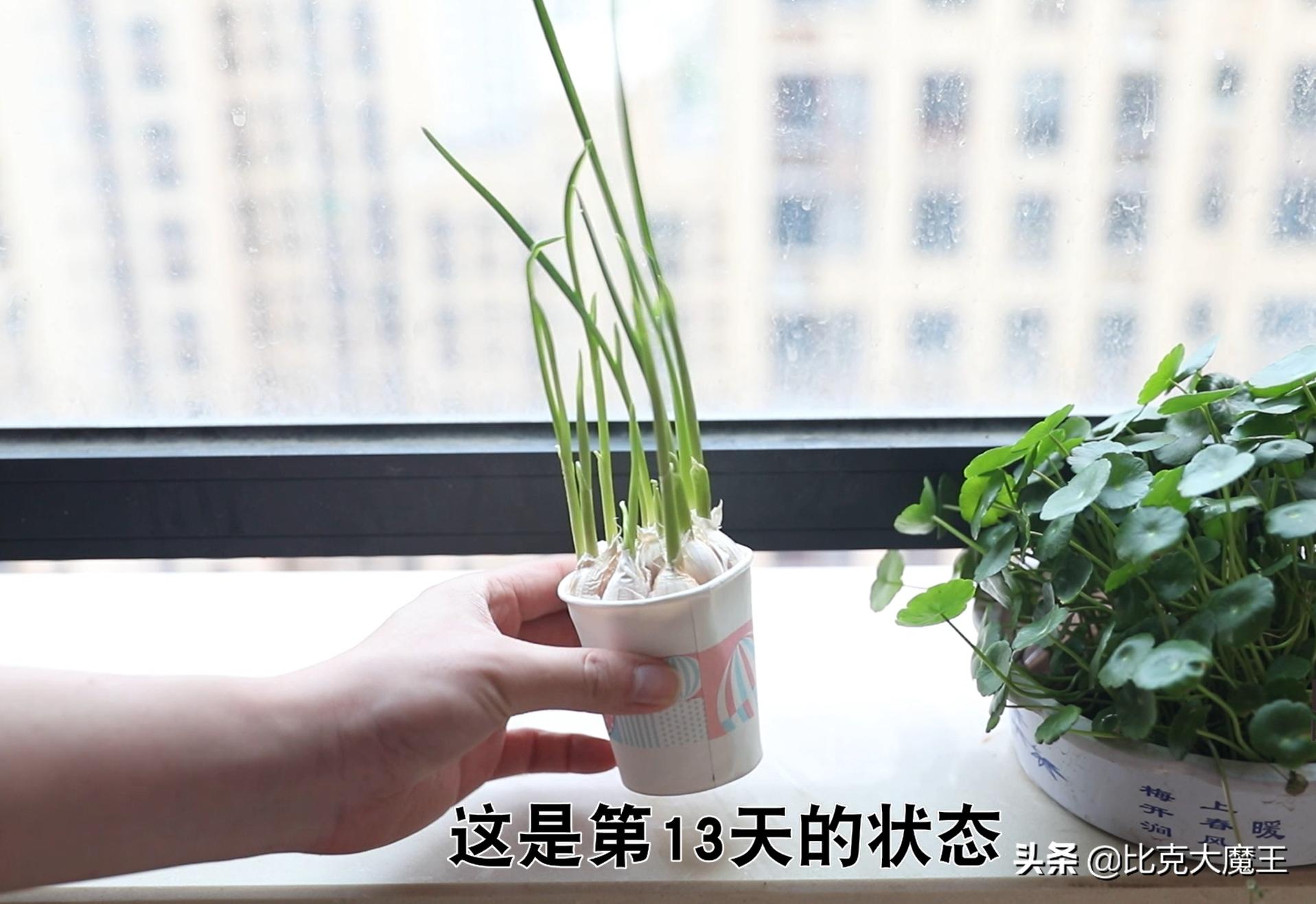 生活小技巧种植蒜_蒜种植方法_蒜种植技巧生活小常识