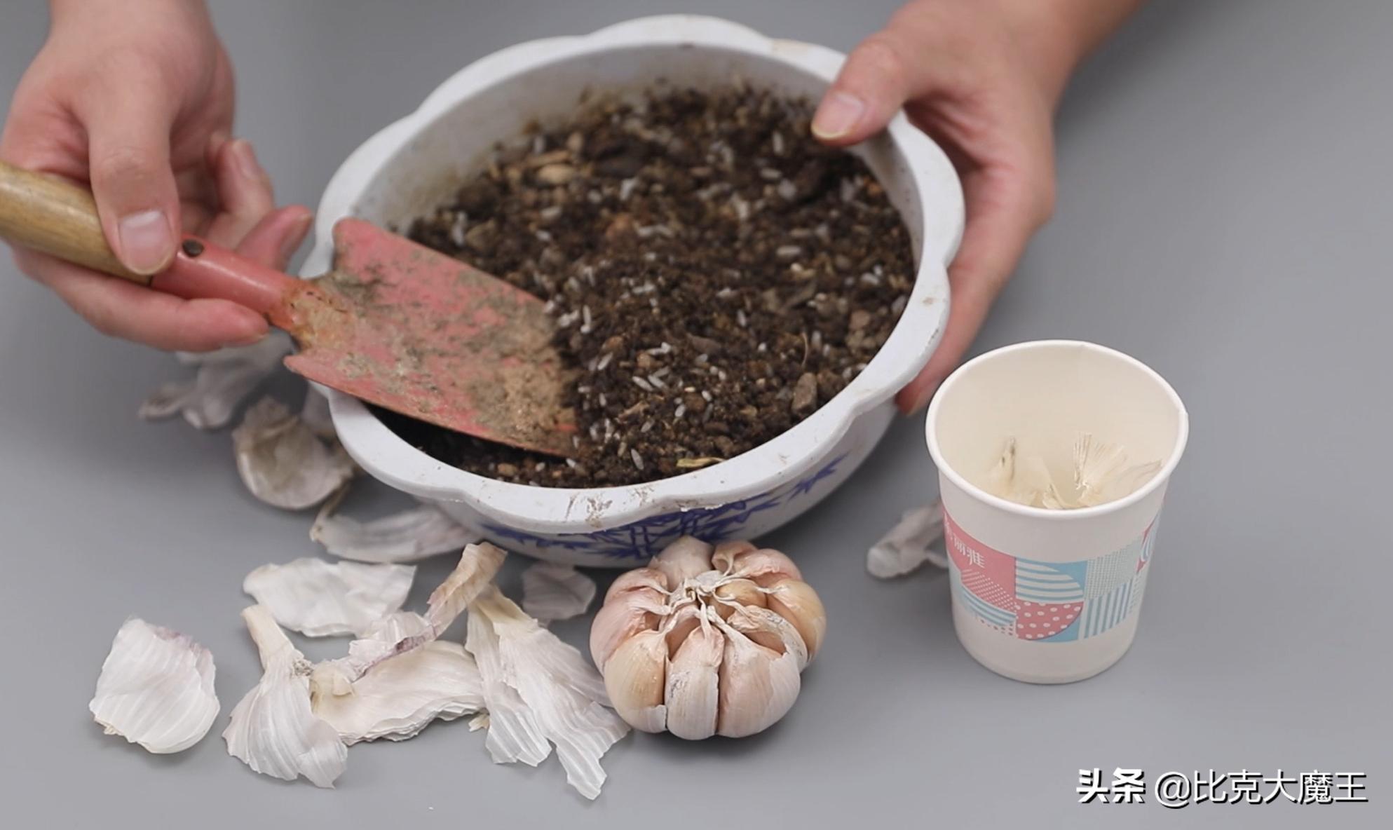 蒜种植方法_生活小技巧种植蒜_蒜种植技巧生活小常识