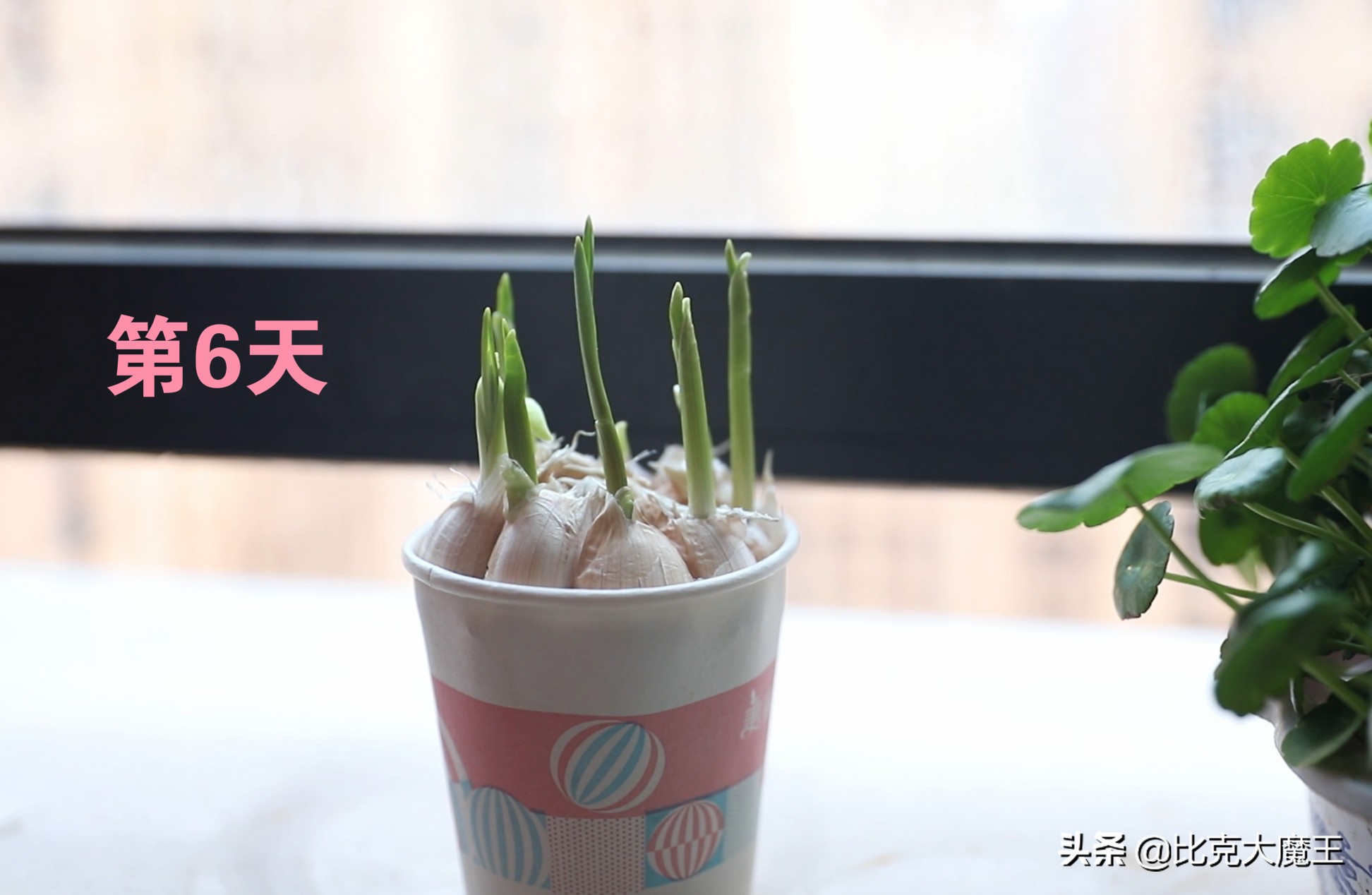 生活小技巧种植蒜_蒜种植方法_蒜种植技巧生活小常识